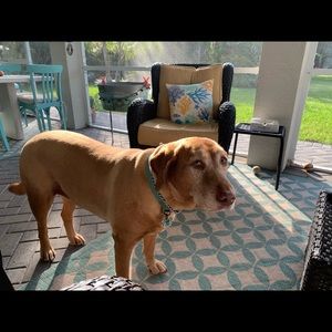 Meet your Posher, Lucy